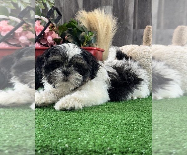 Medium Photo #6 Shih Tzu Puppy For Sale in CANOGA, NY, USA
