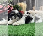 Small #5 Shih Tzu
