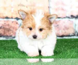 Yoranian Puppy for sale in BEL AIR, MD, USA