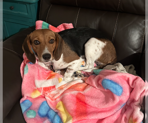 Medium Photo #2 Beagle Puppy For Sale in Tampa, FL, USA