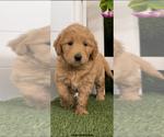 Small #9 Goldendoodle