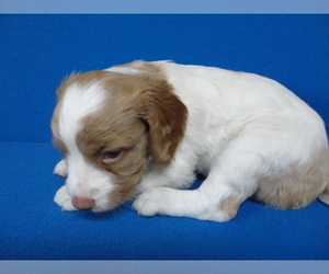 Brittany Puppy for sale in KIRKWOOD, MO, USA