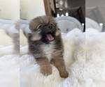 Small #5 Pomeranian