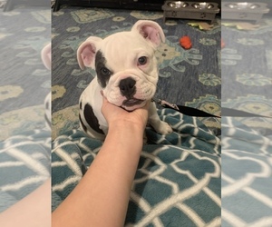 English Bulldogge Puppy for sale in WESLEY CHAPEL, FL, USA