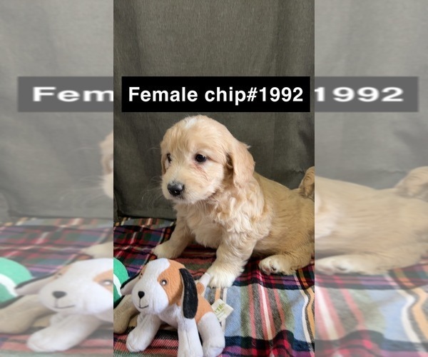 Medium Photo #6 Golden Retriever-Poodle (Toy) Mix Puppy For Sale in DONNELLSON, IA, USA