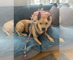 Small #12 American Pit Bull Terrier Mix