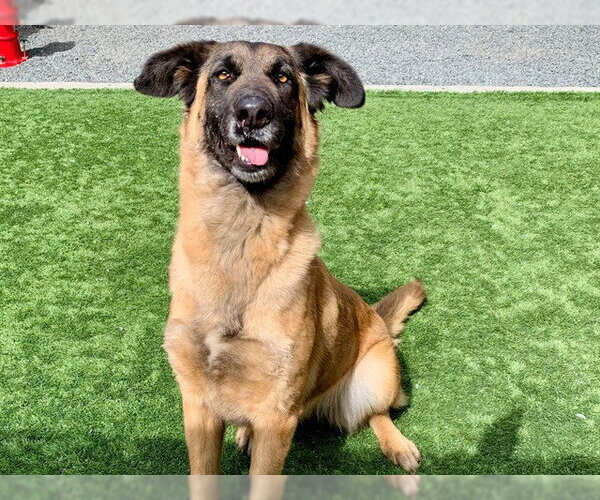 Medium Photo #2 German Shepherd Dog Puppy For Sale in Moreno Valley, CA, USA