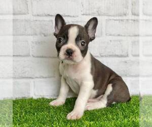 Faux Frenchbo Bulldog Puppy for sale in MIDDLESEX, NY, USA