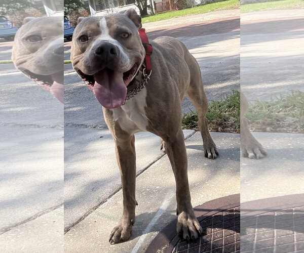 Medium Photo #1 Catahoula Leopard Dog-Unknown Mix Puppy For Sale in Sanford, FL, USA