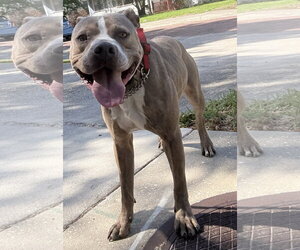 Catahoula Leopard Dog-Unknown Mix Dogs for adoption in Sanford, FL, USA