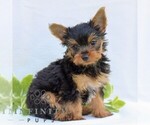 Small #2 Yorkshire Terrier