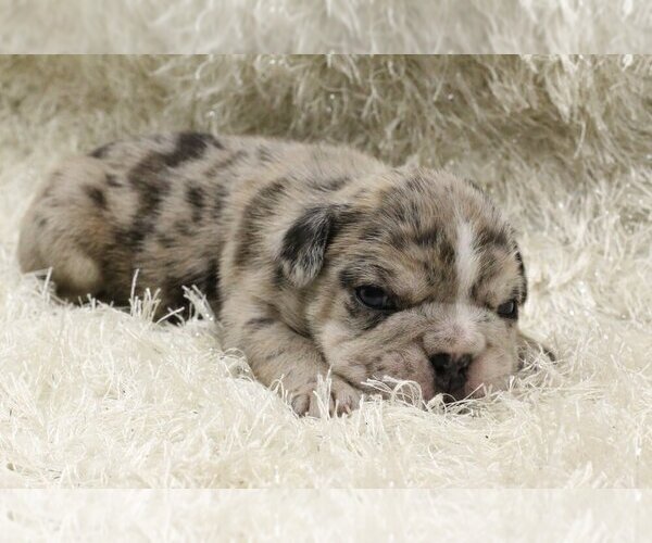 Medium Photo #5 English Bulldog Puppy For Sale in MEDINA, WA, USA