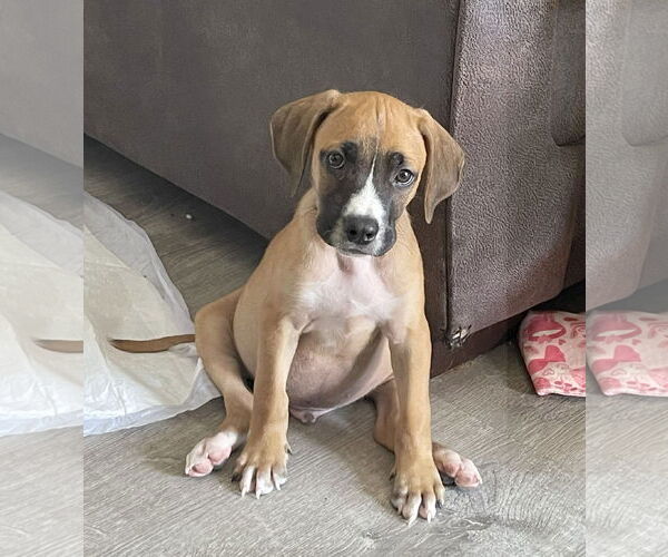 Medium Photo #3 Mutt Puppy For Sale in Wheaton, IL, USA