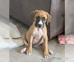 Small #2 Mutt