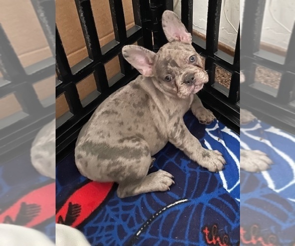 Medium Photo #7 French Bulldog Puppy For Sale in ANTIOCH, CA, USA