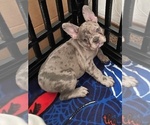 Puppy Puppy 4 French Bulldog