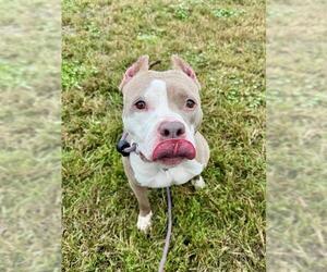 Mutt Dogs for adoption in Forestville, MD, USA