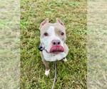 *BELLA - Female Mutt Dog for Adoption - Small photo