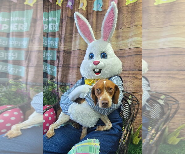 Medium Photo #6 Beagle Puppy For Sale in Dunnellon, FL, USA