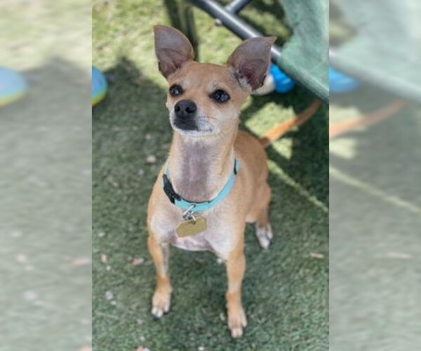 Medium Photo #9 Chihuahua-Unknown Mix Puppy For Sale in Ventura, CA, USA