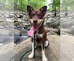 Small #4 Australian Kelpie-Siberian Husky Mix