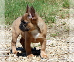 Small Photo #5 French Bulldog Puppy For Sale in WINNSBORO, TX, USA
