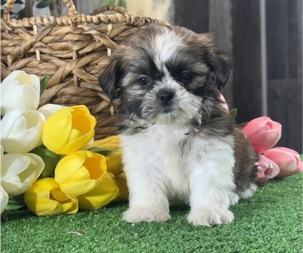 Medium Photo #2 Shih Tzu Puppy For Sale in CANOGA, NY, USA
