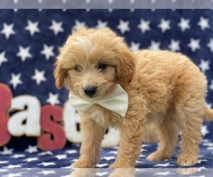 Pookimo Puppy for sale in LANCASTER, PA, USA