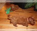 Small #7 Cavapoo (Miniature)