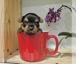 Image preview for Ad Listing. Nickname: Tcup Tim