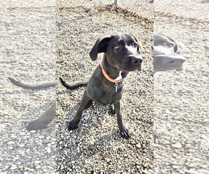 Wednesday - Female Labrador Retriever-Unknown Mix Dog for Adoption - Photo #3