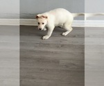 Puppy Yellow German Shepherd Dog