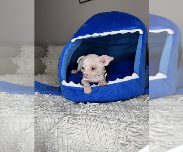 Medium Photo #7 Chihuahua Puppy For Sale in CHARLOTTE, NC, USA