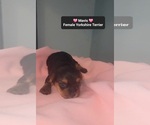Small #1 Yorkshire Terrier