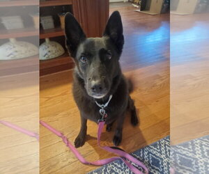 German Shepherd Dog Dogs for adoption in Centreville, VA, USA