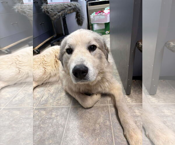 Medium Photo #5 Great Pyrenees Puppy For Sale in Rustburg, VA, USA