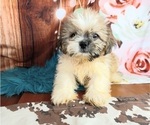 Small Photo #2 Shinese Puppy For Sale in CARTHAGE, TX, USA