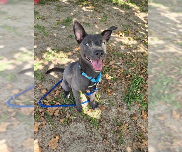 Medium Photo #1 Siberian Husky-Unknown Mix Puppy For Sale in Ocala, FL, USA