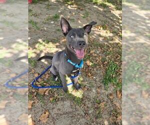Siberian Husky-Unknown Mix Dogs for adoption in Ocala, FL, USA