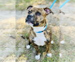 Small #3 American Pit Bull Terrier