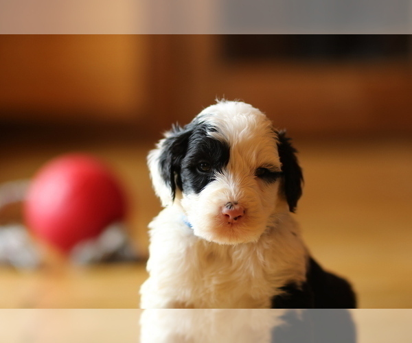 Medium Photo #7 Sheepadoodle Puppy For Sale in STANLEY, VA, USA