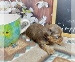 Small #7 Morkie