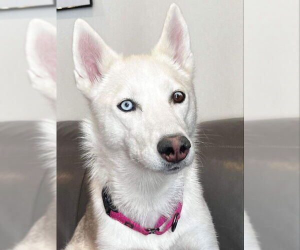 Medium Photo #5 Siberian Husky Puppy For Sale in Severn, MD, USA