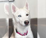 Small #4 Siberian Husky