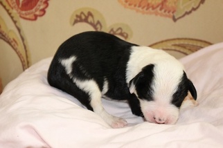 Sheepadoodle Puppy for sale in MAGNOLIA, TX, USA