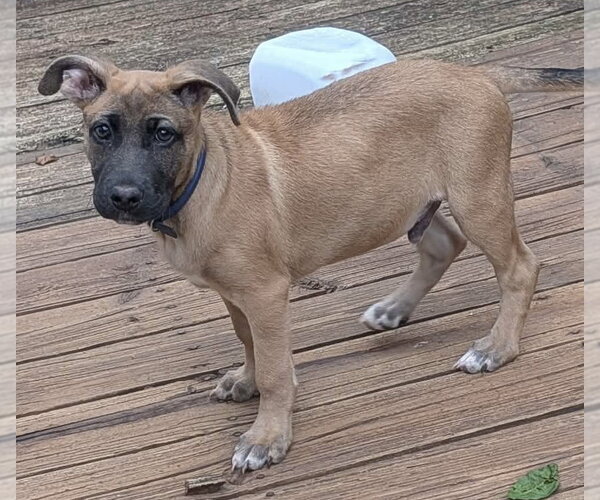 Medium Photo #2 Mutt Puppy For Sale in Rustburg, VA, USA