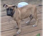 Small #1 Mutt