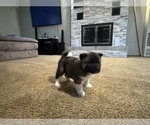 Puppy Mia Akita