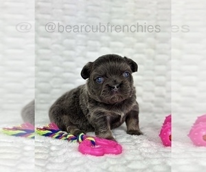 French Bulldog Puppy for sale in FRANKLIN, IN, USA