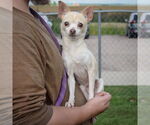 Small #2 Chihuahua